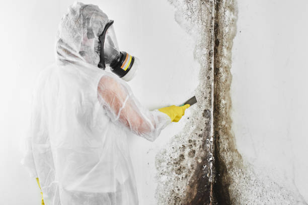 Best Commercial Mold Remediation in North Gates, NY