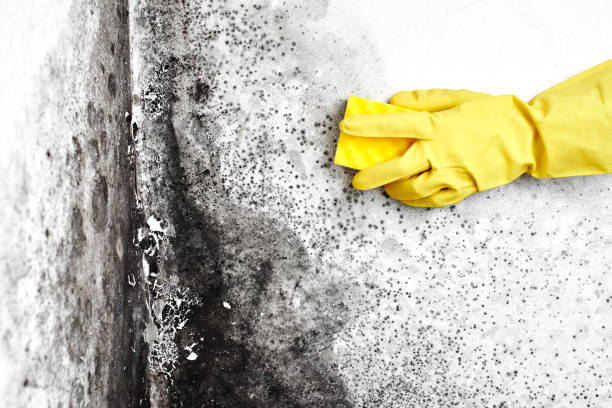 Best Black Mold Remediation in North Gates, NY