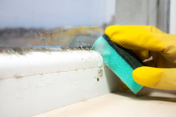 Best Bathroom Mold Remediation in North Gates, NY
